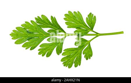 leaves of fresh Chervil (Anthriscus cerefolium, French parsley) herb cutout on white background Stock Photo