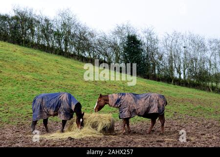 Horses in a muddy field in Herefordshire Stock Photo