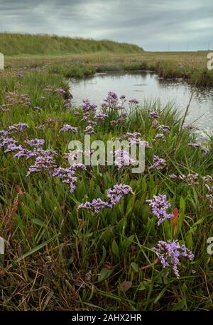 Common Sea-Lavender, Limonium vulgare, in saltmarsh on Orford Ness, Suffolk. Stock Photo