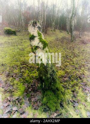 Intimate natural landscape of cut tree stump in foreground of woodland setting, Beacon Wood Country Park, Kent, England, United Kingdom, Europe Stock Photo