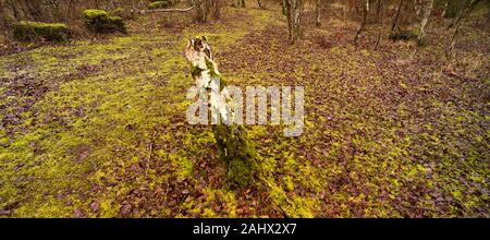 Intimate natural landscape of cut tree stump in foreground of woodland setting, Beacon Wood Country Park, Kent, England, United Kingdom, Europe Stock Photo