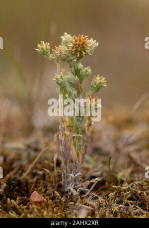 Common Cudweed, Filago germanica, in flower and fruit, on shingle beach. Stock Photo