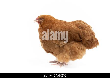 A buff orlington hen posing in the studio Stock Photo