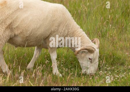 White-Faced Woodland, Sheep breed, grazing in grassland on Orford Ness, Suffolk.