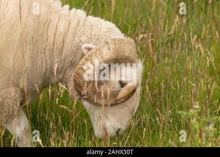 White-Faced Woodland, Sheep breed, grazing in grassland on Orford Ness, Suffolk.