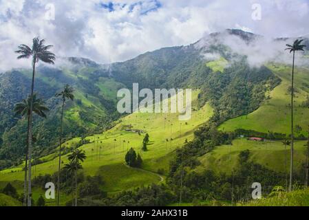 Wax palms (Ceroxylon quindiuense) in the green Cocora Valley, Salento, Colombia Stock Photo