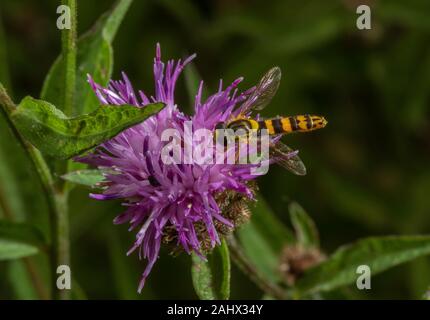 Long Hoverfly, Sphaerophoria scripta  visiting Common Knapweed, Centaurea nigra in wildlife garden, Norfolk. Stock Photo