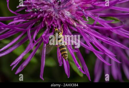 Long Hoverfly, Sphaerophoria scripta  visiting Common Knapweed, Centaurea nigra in wildlife garden, Norfolk. Stock Photo