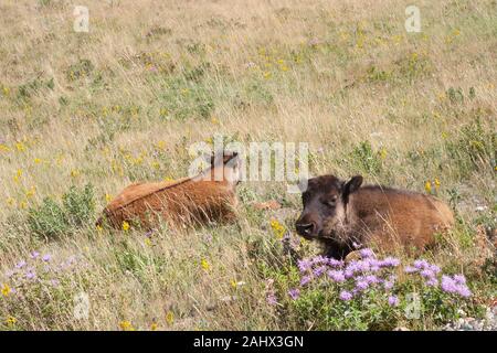 Bison calves (Bison bison) sleeping on prairie grassland with purple wildflowers (wild bergamot, Monarda fistulosa) in Waterton Lakes National Park Stock Photo