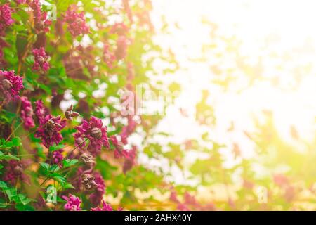 Clematis in the backyard. Many purple flowers with green leaves on the backyard. Copy space for text. Stock Photo