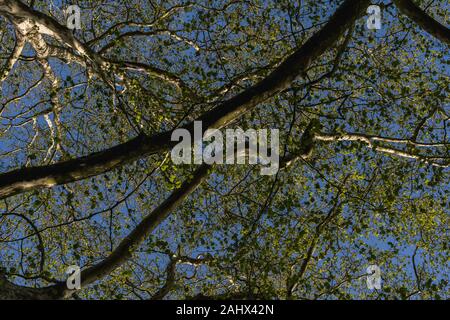 looking up at the branches of a tree and blue summer sky Stock Photo