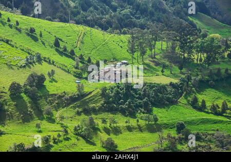 Wax palms (Ceroxylon quindiuense) in the green Cocora Valley, Salento, Colombia Stock Photo