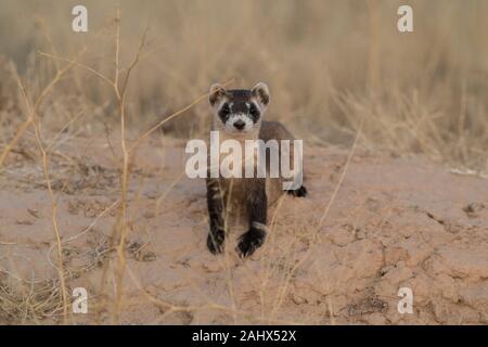 Wild black-footed ferret in Utah Stock Photo