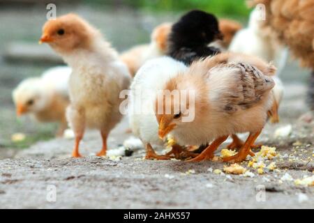 Close up yellow chicks on the floor , Beautiful yellow little chickens, Group of yellow chicks Stock Photo