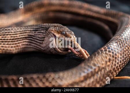 Pet serpent feeding time eating a white rat with only the prey's tail and feet left hanging out of the jaws, close up selective focus black background Stock Photo