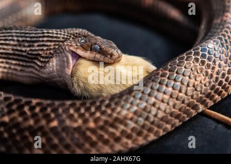 Pet serpent feeding time, snake with its jaws around swallowing a white rat indoor, close up selective focus shallow depth of field, black backdrop Stock Photo