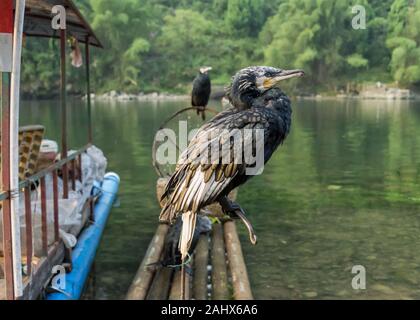 Pair of fishing cormorants on a bamboo raft, Li River, Xingping, Guangxi Province, China Stock Photo