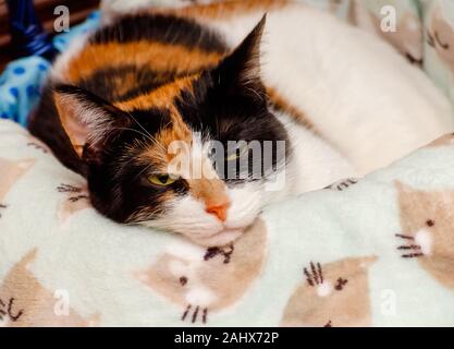 Pumpkin, a four-year-old calico cat, lays in a basket with a cat-themed blanket, Dec. 29, 2019, in Coden, Alabama. Stock Photo