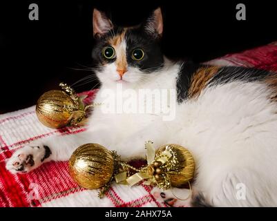 Pumpkin, a four-year-old calico cat, lays on a red plaid blanket with gold Christmas ornaments, Dec. 29, 2019, in Coden, Alabama. Stock Photo