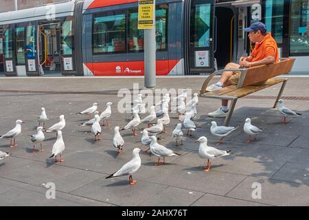 Tourist feeding seagulls at Sydney's Circular Quay. Stock Photo