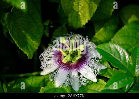 Blüte einer Passionsblume (Passiflora incarnata), Kyrenia,Girne, Türkische Republik Nordzypern Stock Photo