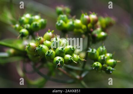 Closeup of green coriander seeds growing on umbels Stock Photo