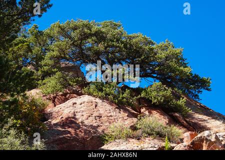 A big, beautifully shaped pine tree has grown out of the red rock landscape and shows even better with the brilliant blue sky behind it. Stock Photo