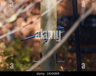 An outdoor bird feeder filled with sunflower seeds has attracted a lovely Woodhouse's Scrub Jay who is hiding behind it and looking at the camera. Stock Photo