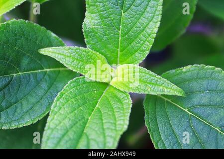 Macro views of the the center of sage leaves growing Stock Photo