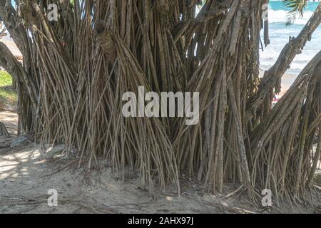 Large roots of tree on the floor sea background Stock Photo