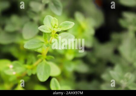 The tip of a thyme plant growing with a blurred background Stock Photo