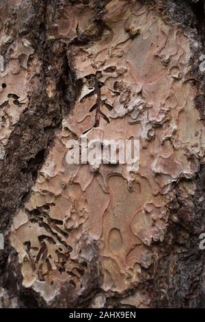 Close up of the bark of a Pinus ponderosa - ponderosa pine tree. Stock Photo