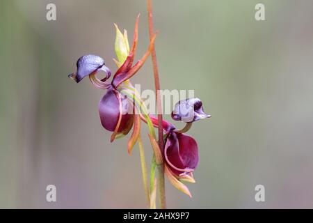 Flying Duck Orchid Stock Photo