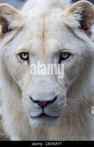 Portrait of the white lion (rare color mutation), looking straight at the camera Stock Photo