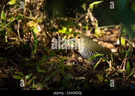 Green twinspot, Mandingoa nitidula, Phinda Game Reserve Stock Photo