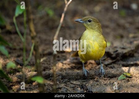 Yellow-bellied greenbull, Chlorocichla flaviventris, Phinda Game Reserve Stock Photo