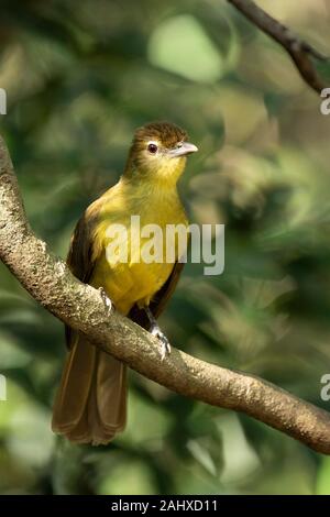 Yellow-bellied greenbull, Chlorocichla flaviventris, Phinda Game Reserve Stock Photo