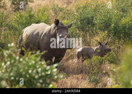 White rhinoceros with young, Ceratotherium simum, Manyoni Game Reserve, South Africa Stock Photo