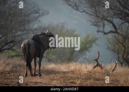 Blue wildebeest, Connochaetes taurinus, Manyoni Game Reserve, South Africa Stock Photo
