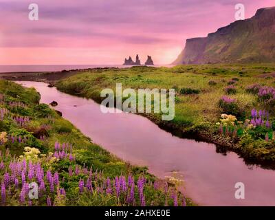 A beautiful landscape in Vik, Iceland with summer flowers in bloom and a pink sky reflected in a stream flowing to the sea with pinnacle rocks visible. Stock Photo