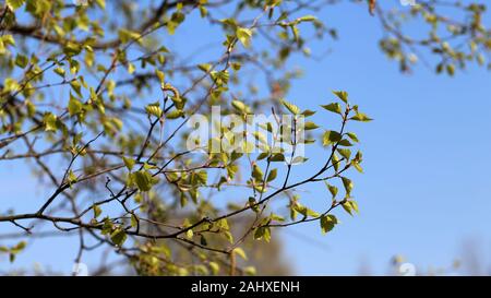 Birch tree branches during early spring. In this photo you can see plenty of branches with small buds of new green leaves. Photographed in Finland. Stock Photo