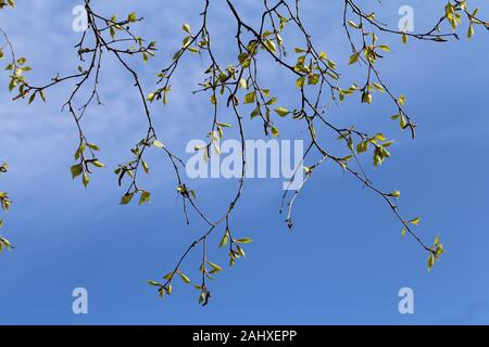 Birch tree branches during early spring. In this photo you can see plenty of branches with small buds of new green leaves. Photographed in Finland. Stock Photo