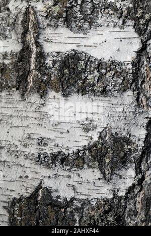 Birch tree bark texture closeup photographed in Finland. The white peel of the tree has some cracks. Detailed nature themed macroimage, color photo. Stock Photo