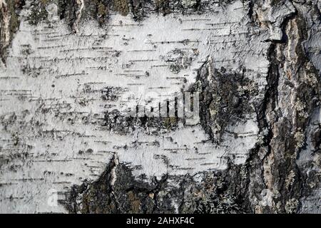 Birch tree bark texture closeup photographed in Finland. The white peel of the tree has some cracks. Detailed nature themed macroimage, color photo. Stock Photo
