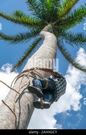 Adult male climbs tall coconut tree with rope to get coco nuts. Harvesting and farmer work in caribbean countries Stock Photo