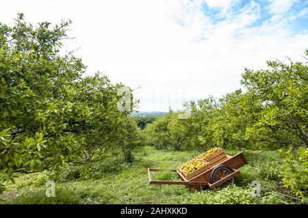 Wooden box of fresh orange fruits on the cart in the orange farm or garden in the morning. Summer background. Lemon garden Stock Photo