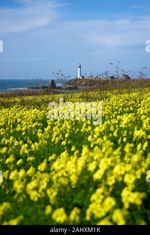 A sunny and slightly hazy January day with blooming yellow oxalis and at Pigeon Point Lighthouse on the Pacific Ocean coast in Pescadero, California. Stock Photo