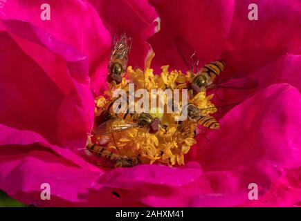 Marmalade hoverflies, Episyrphus balteatus and Common banded hoverflies, Syrphus ribesii feeding on The Apothecary's Rose, Rosa gallica officinalis, i Stock Photo