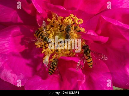 Marmalade hoverflies, Episyrphus balteatus and Common banded hoverflies, Syrphus ribesii (and a mining bee), feeding on The Apothecary's Rose, Rosa ga Stock Photo