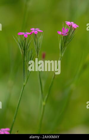 Deptford pink, Dianthus armeria in flower in grassland. Stock Photo